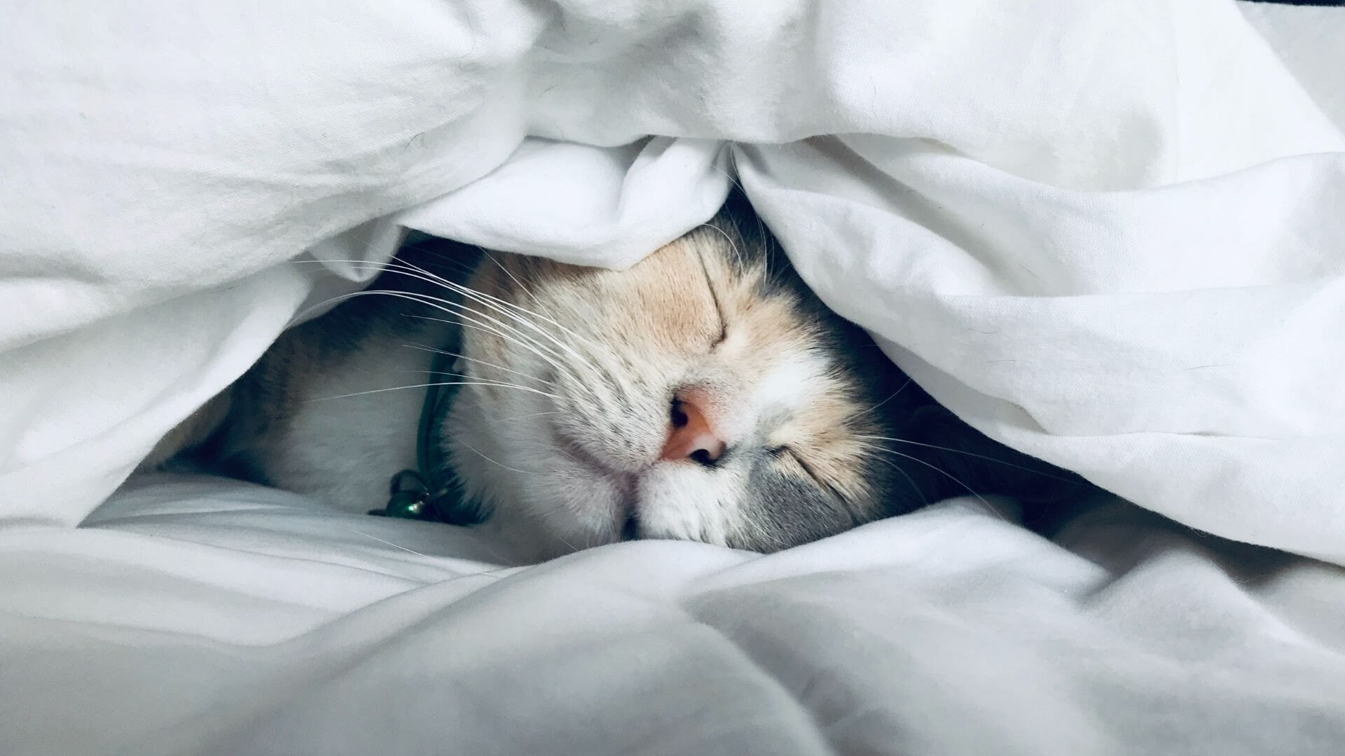 cat sleeping under a blanket