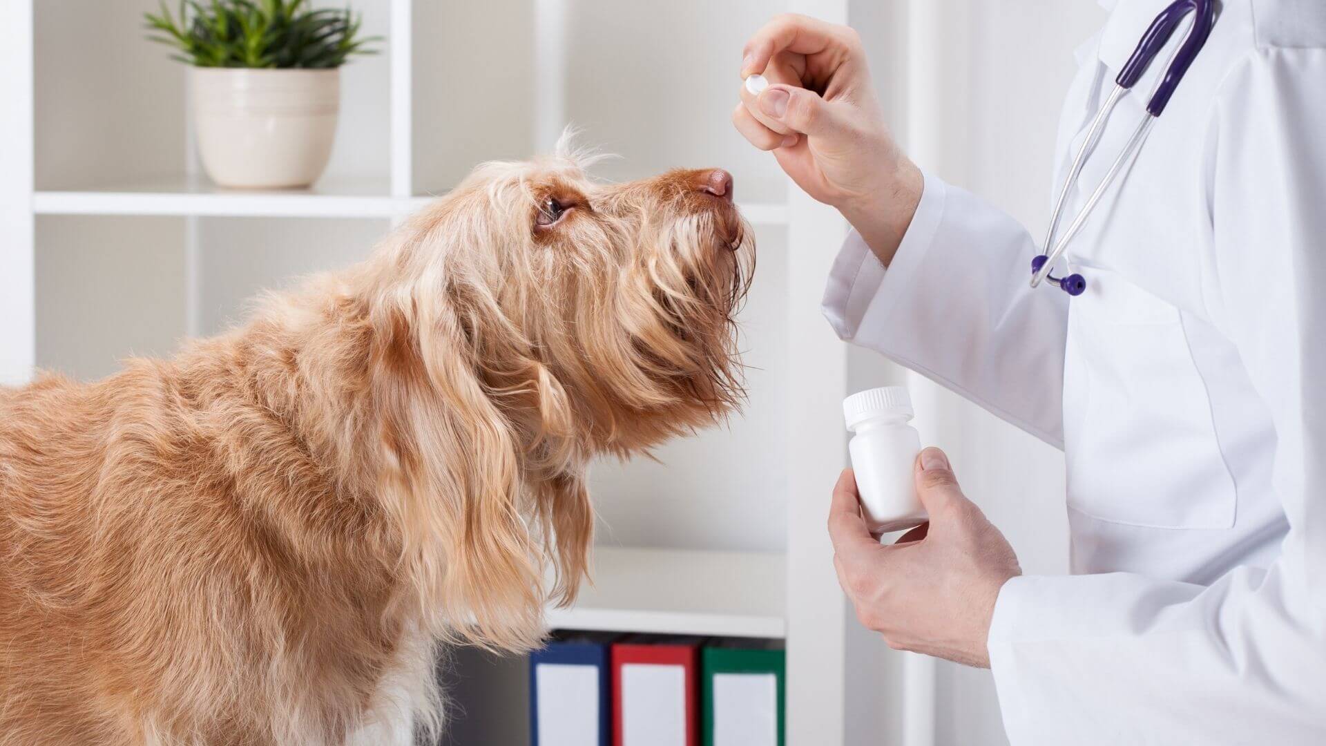 veterinarian giving medicine to a dog