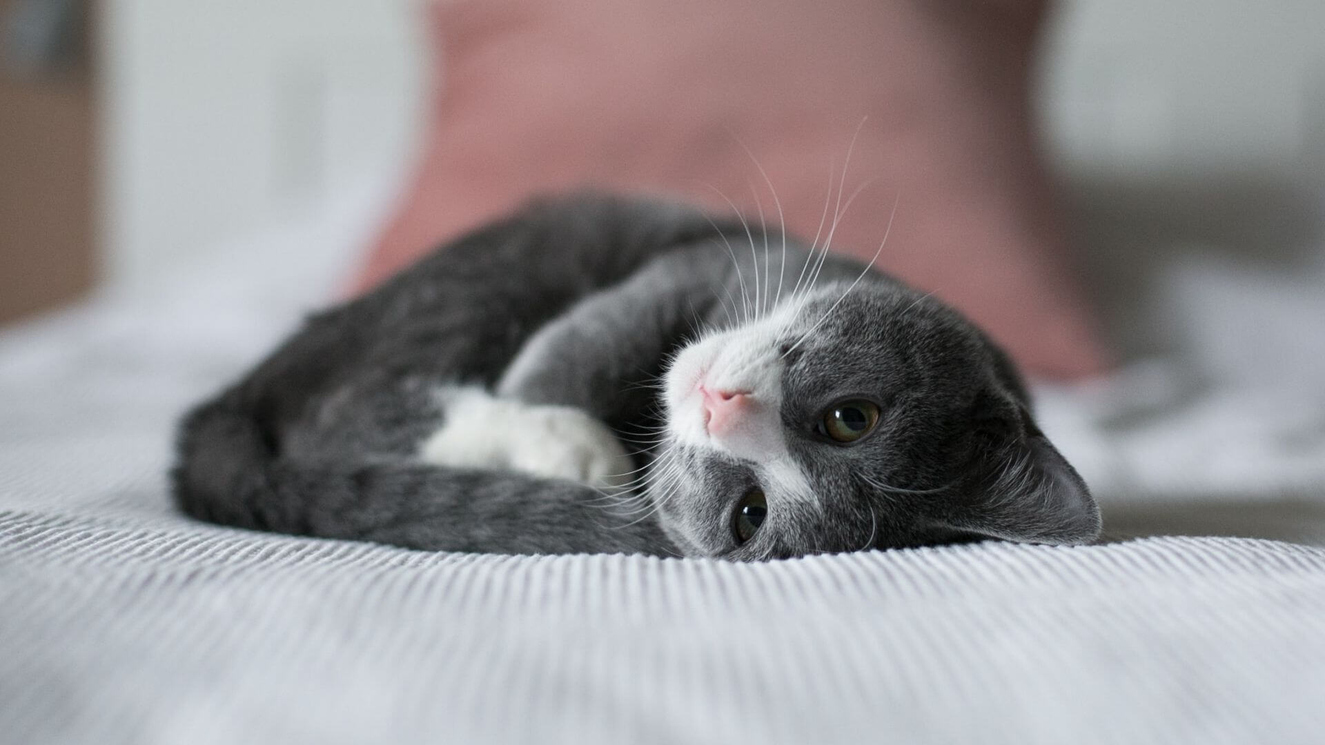 gray and white cat laying on bed